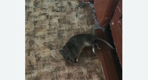 Дезинфекция от мышей в Яранске
