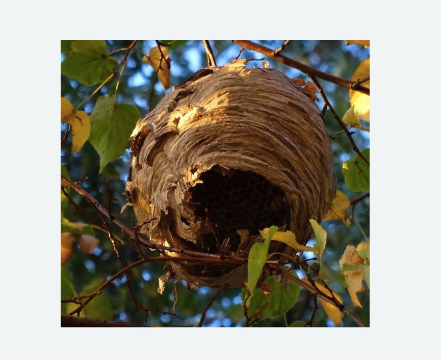 Обработка от шершней в Яранске