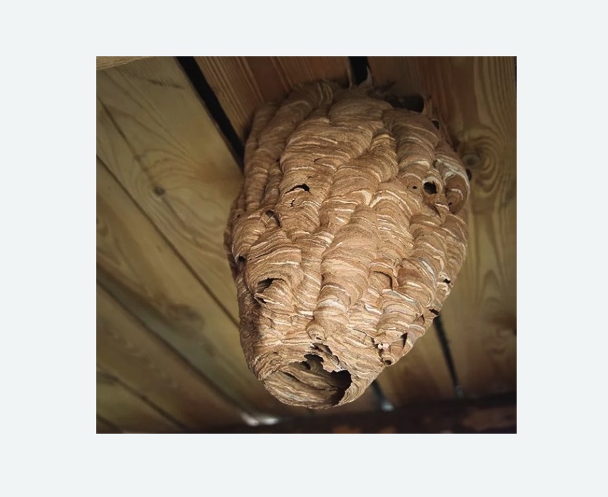 обработка от шершней в Яранске