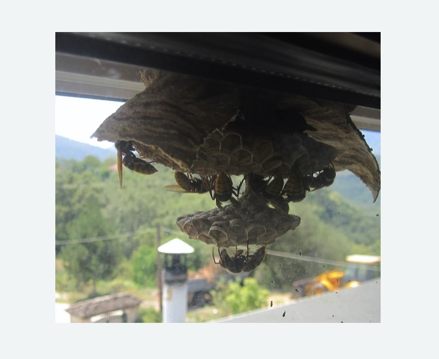 Уничтожение гнёзд шершней в Яранске