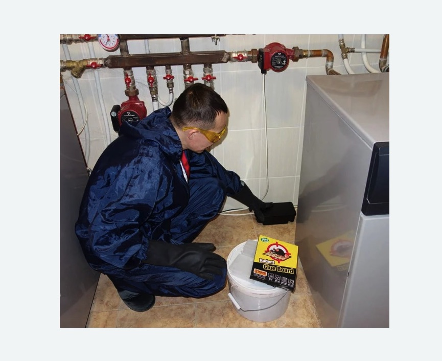 Уничтожение крыс в Яранске