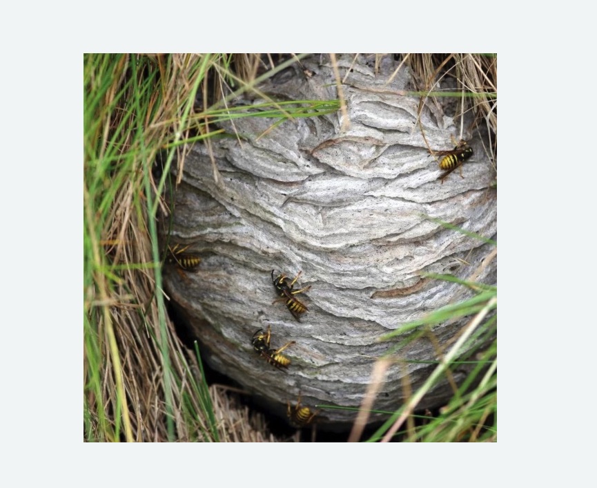 Уничтожение ос и ульев в Яранске